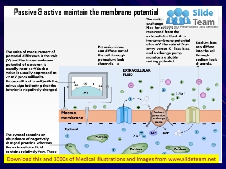Resting membrane potential 