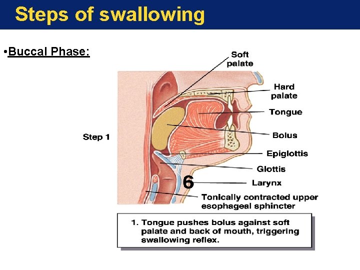 Steps of swallowing • Buccal Phase: 