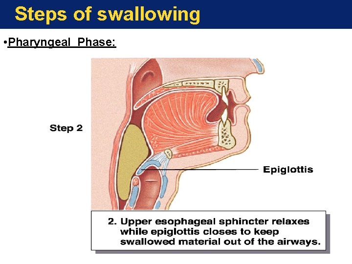 Steps of swallowing • Pharyngeal Phase: 