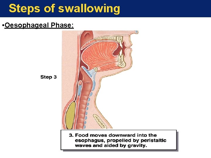Steps of swallowing • Oesophageal Phase: 