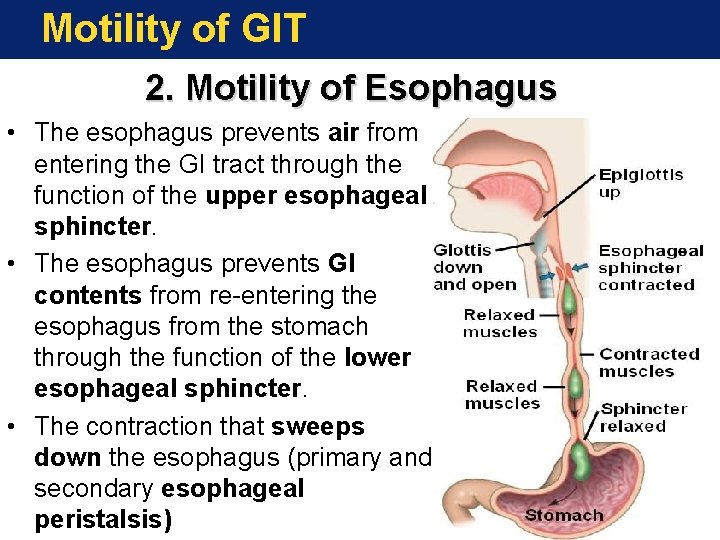 Motility of GIT 2. Motility of Esophagus • The esophagus prevents air from entering