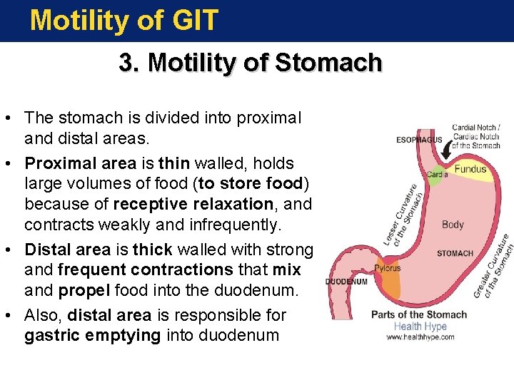 Motility of GIT 3. Motility of Stomach • The stomach is divided into proximal