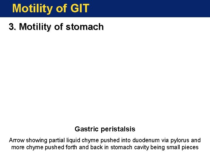 Motility of GIT 3. Motility of stomach Gastric peristalsis Arrow showing partial liquid chyme