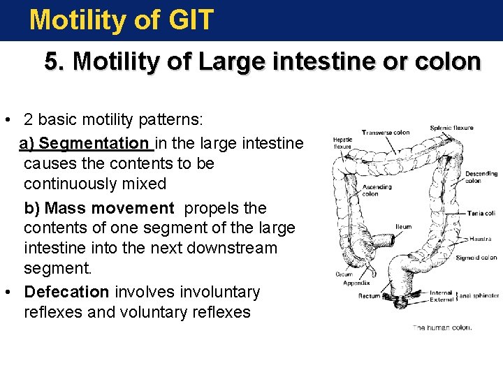 Motility of GIT 5. Motility of Large intestine or colon • 2 basic motility