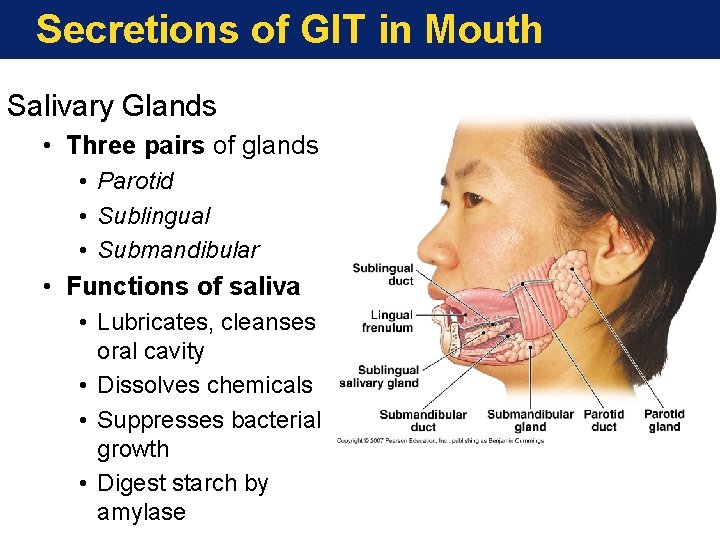 Secretions of GIT in Mouth Salivary Glands • Three pairs of glands • Parotid