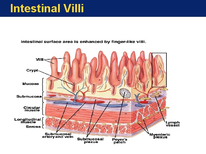 Intestinal Villi 