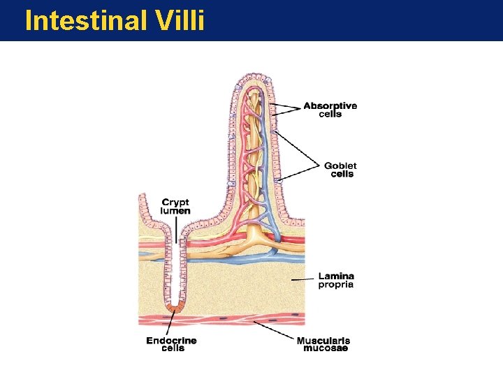 Intestinal Villi 