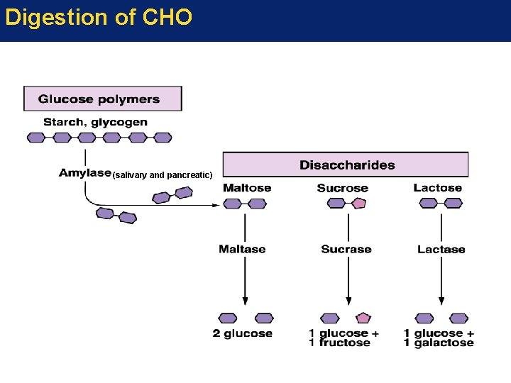 Digestion of CHO (salivary and pancreatic) 