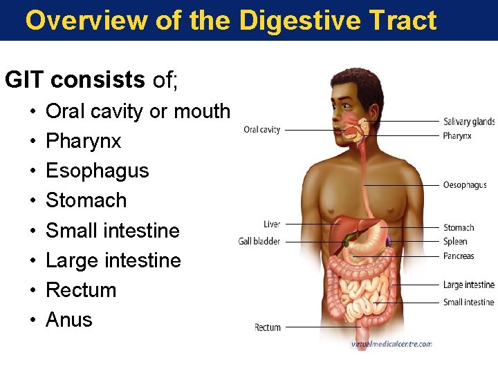 Overview of the Digestive Tract GIT consists of; • • Oral cavity or mouth