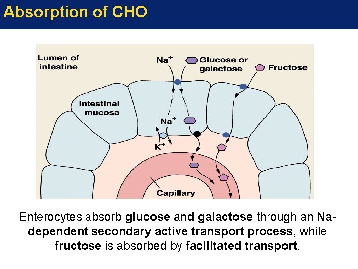 Absorption of CHO Enterocytes absorb glucose and galactose through an Nadependent secondary active transport