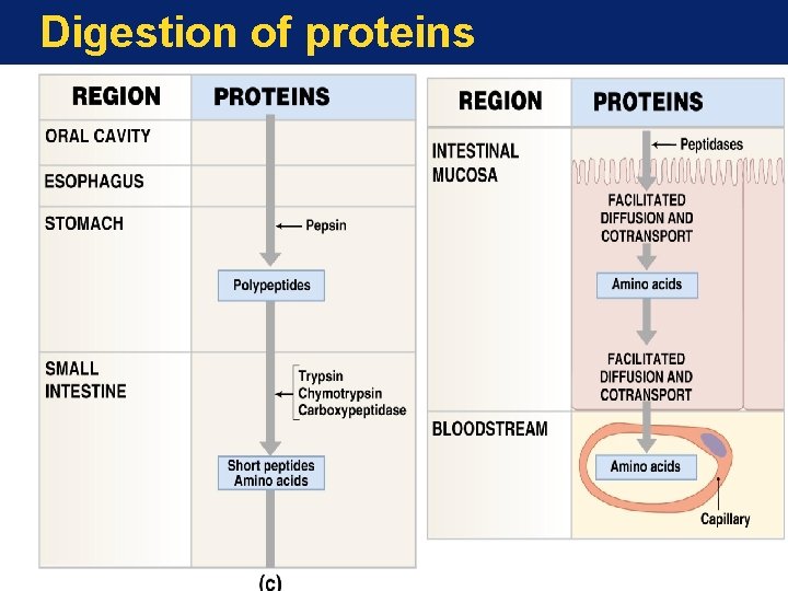 Digestion of proteins 