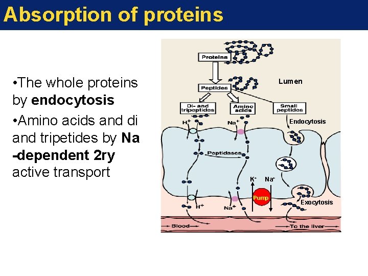 Absorption of proteins • The whole proteins by endocytosis • Amino acids and di