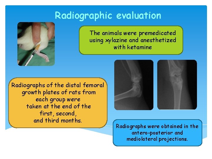 Radiographic evaluation The animals were premedicated using xylazine and anesthetized with ketamine Radiographs of