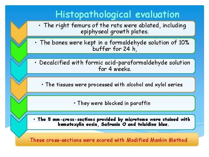 Histopathological evaluation • The right femurs of the rats were ablated, including epiphyseal growth