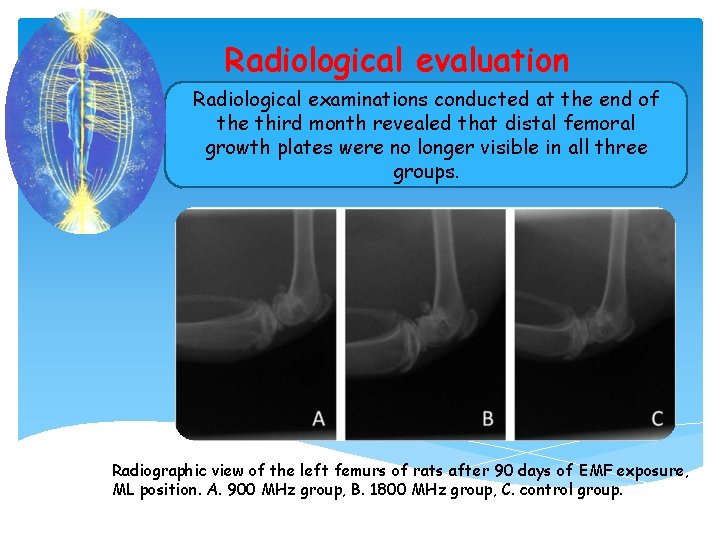 Radiological evaluation Radiological examinations conducted at the end of the third month revealed that
