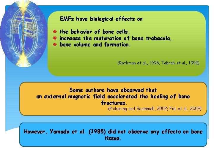 EMFs have biological effects on the behavior of bone cells, increase the maturation of