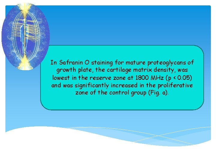 In Safranin O staining for mature proteoglycans of growth plate, the cartilage matrix density,