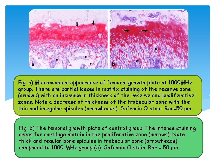 Fig. a) Microscopical appearance of femoral growth plate at 1800 MHz group. There are