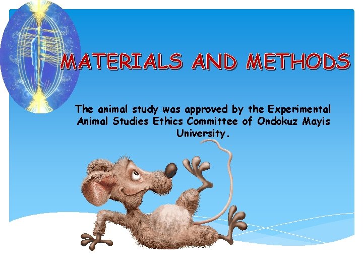 MATERIALS AND METHODS The animal study was approved by the Experimental Animal Studies Ethics