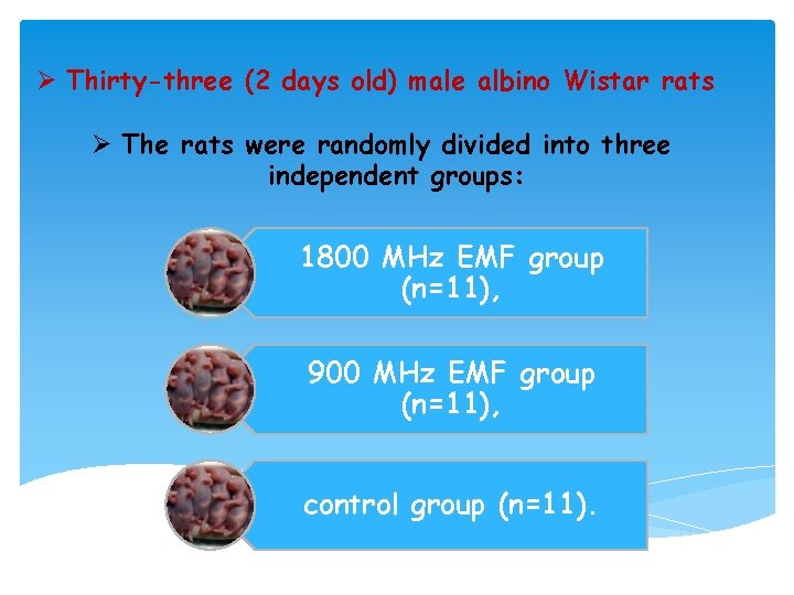 Ø Thirty-three (2 days old) male albino Wistar rats Ø The rats were randomly