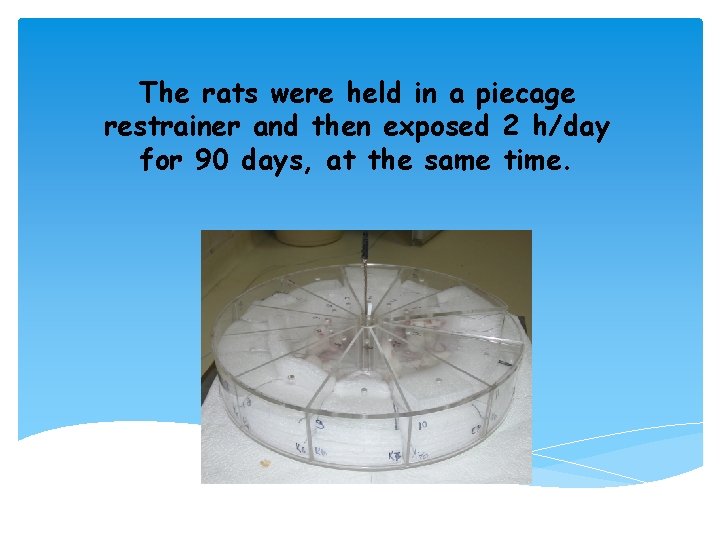 The rats were held in a piecage restrainer and then exposed 2 h/day for