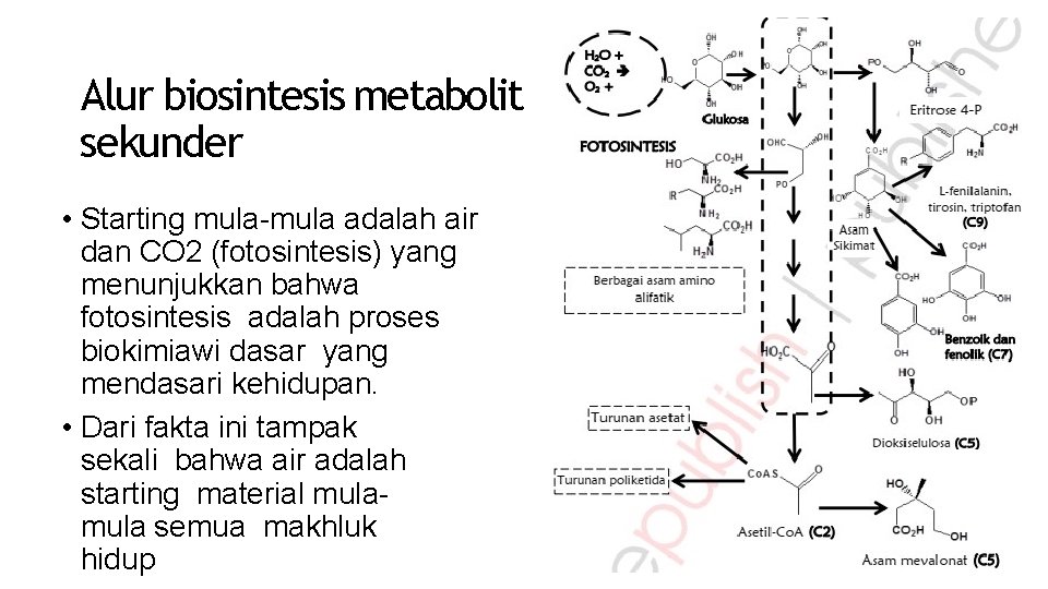 Alur biosintesis metabolit sekunder • Starting mula-mula adalah air dan CO 2 (fotosintesis) yang