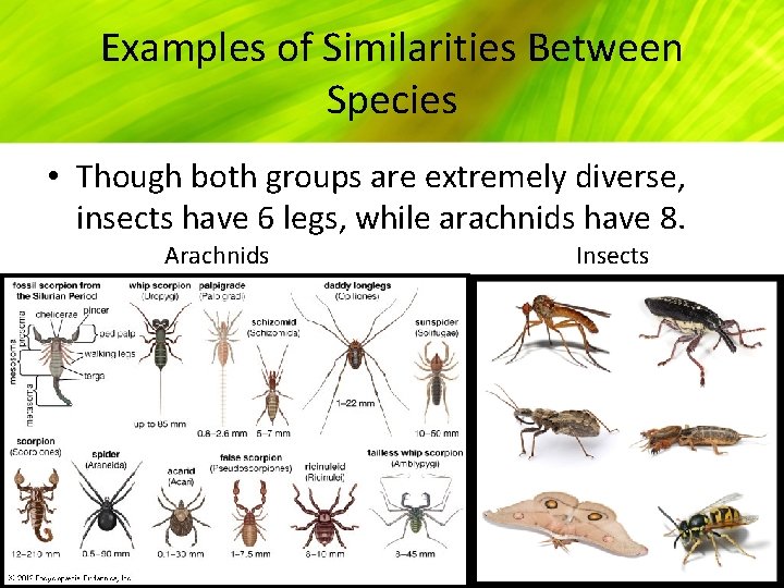 Examples of Similarities Between Species • Though both groups are extremely diverse, insects have