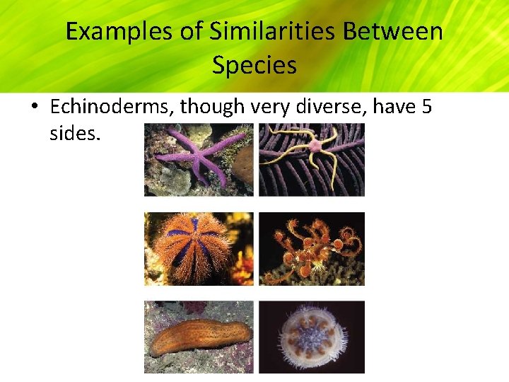Examples of Similarities Between Species • Echinoderms, though very diverse, have 5 sides. 