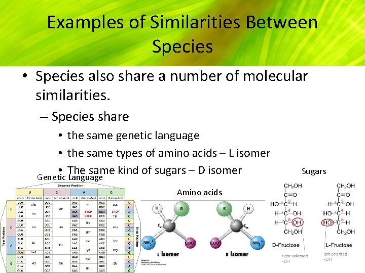 Examples of Similarities Between Species • Species also share a number of molecular similarities.