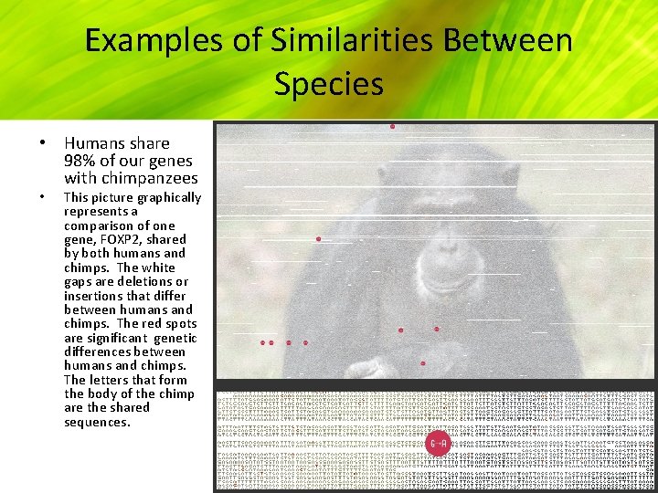 Examples of Similarities Between Species • Humans share 98% of our genes with chimpanzees