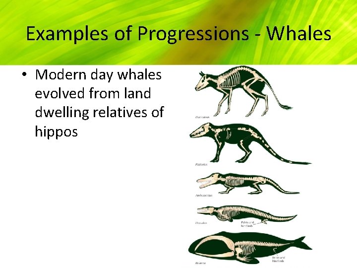 Examples of Progressions - Whales • Modern day whales evolved from land dwelling relatives