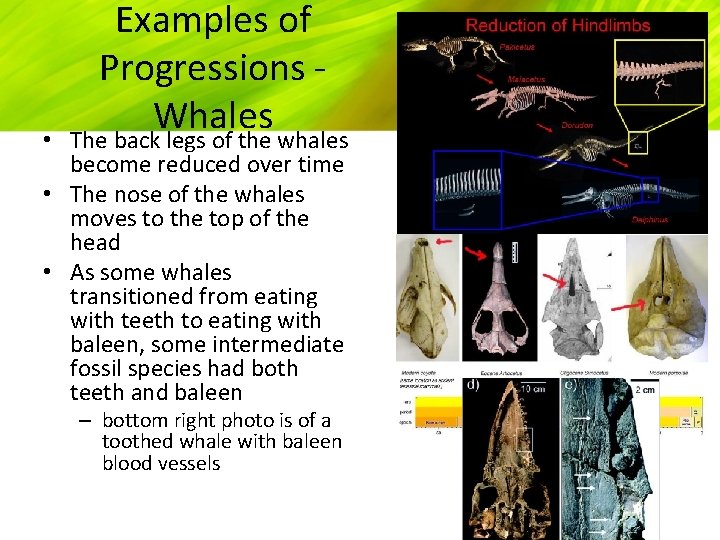 Examples of Progressions Whales • The back legs of the whales become reduced over