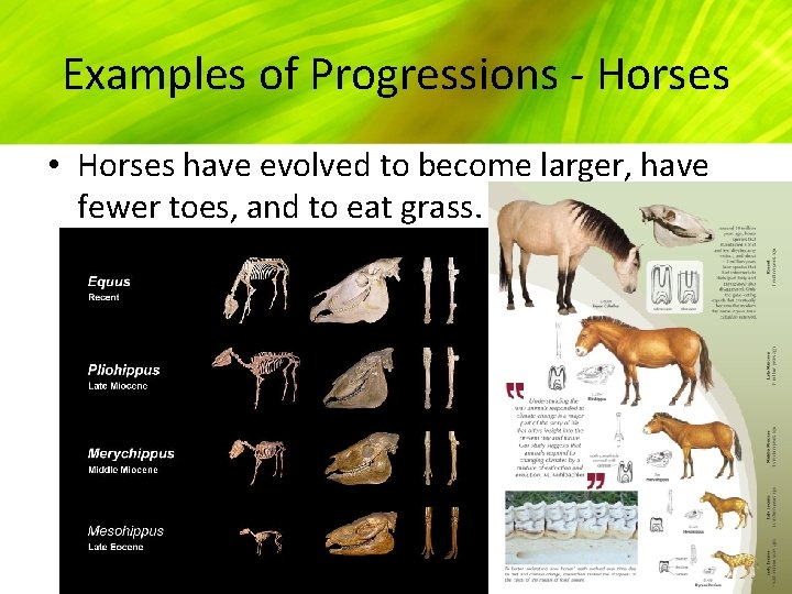 Examples of Progressions - Horses • Horses have evolved to become larger, have fewer