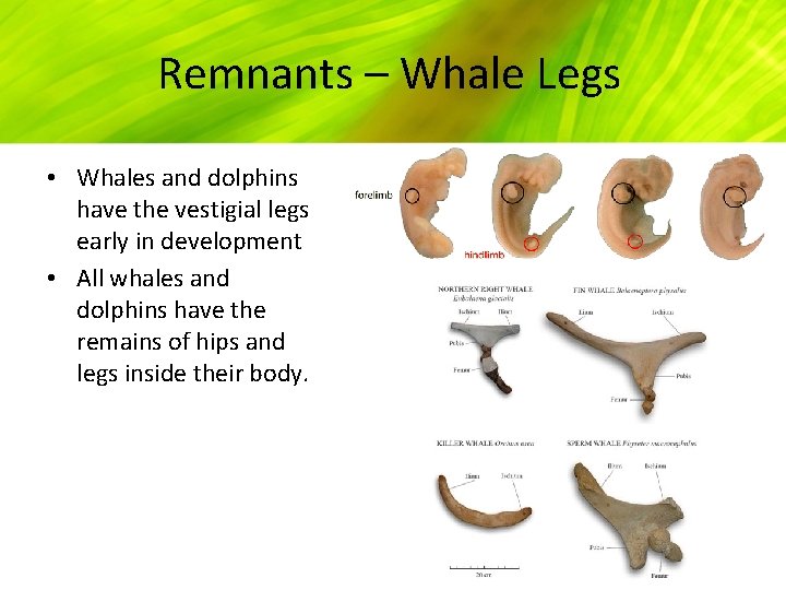 Remnants – Whale Legs • Whales and dolphins have the vestigial legs early in