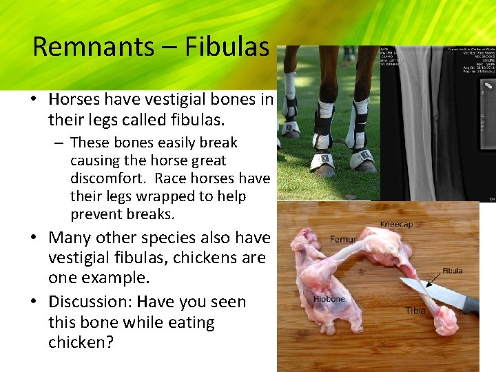 Remnants – Fibulas • Horses have vestigial bones in their legs called fibulas. –