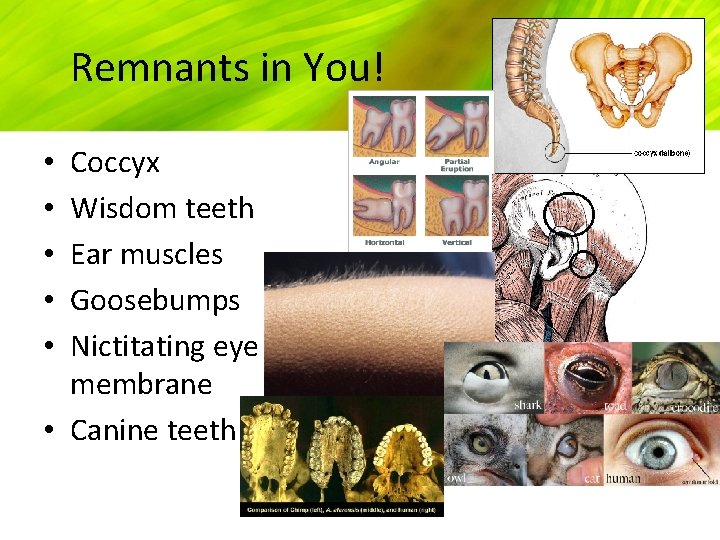 Remnants in You! Coccyx Wisdom teeth Ear muscles Goosebumps Nictitating eye membrane • Canine