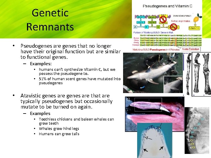 Genetic Remnants • Pseudogenes are genes that no longer have their original function but