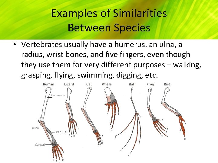 Examples of Similarities Between Species • Vertebrates usually have a humerus, an ulna, a