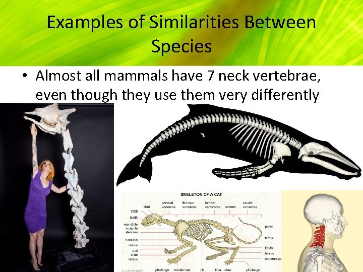 Examples of Similarities Between Species • Almost all mammals have 7 neck vertebrae, even