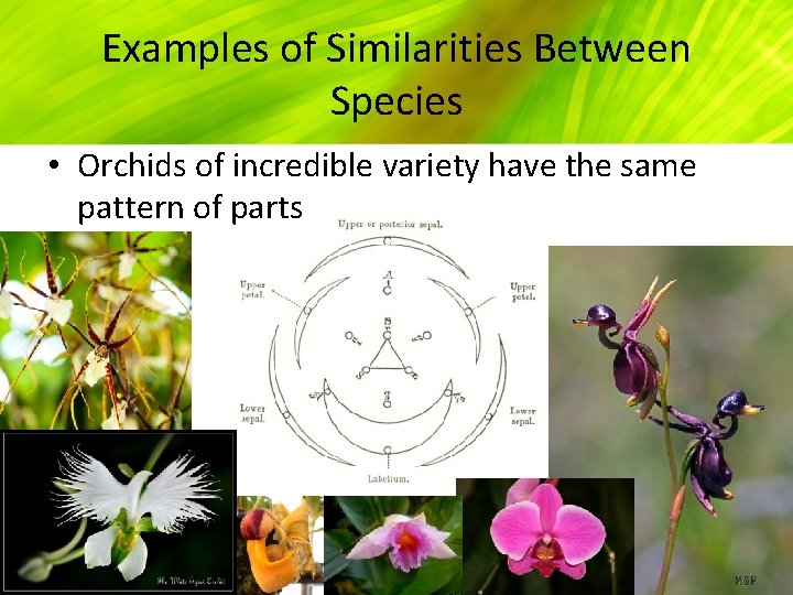 Examples of Similarities Between Species • Orchids of incredible variety have the same pattern