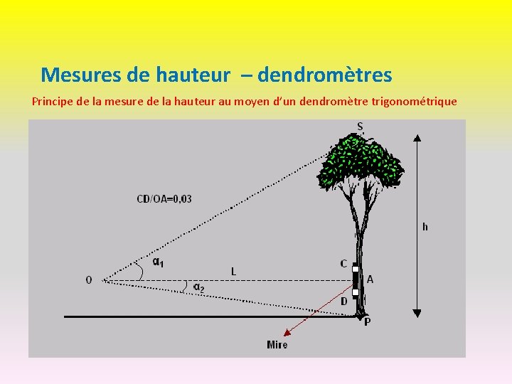Mesures de hauteur – dendromètres Principe de la mesure de la hauteur au moyen