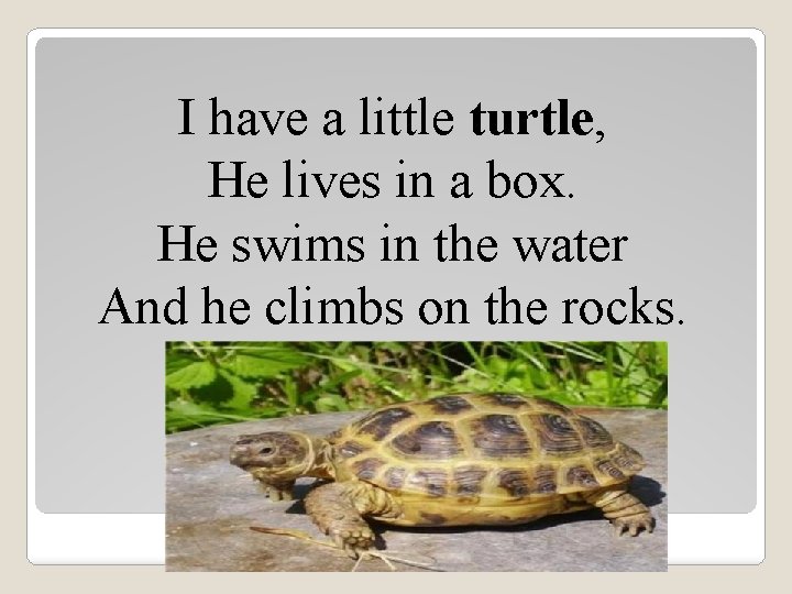 I have a little turtle, He lives in a box. He swims in the