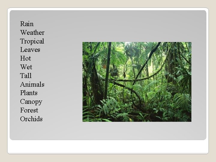 Rain Weather Tropical Leaves Hot Wet Tall Animals Plants Canopy Forest Orchids 