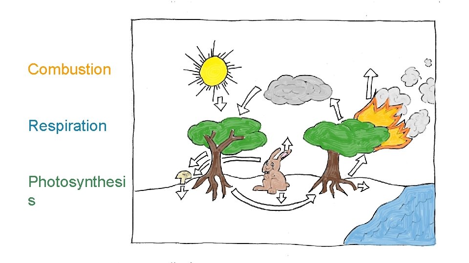 Combustion Respiration Photosynthesi s 