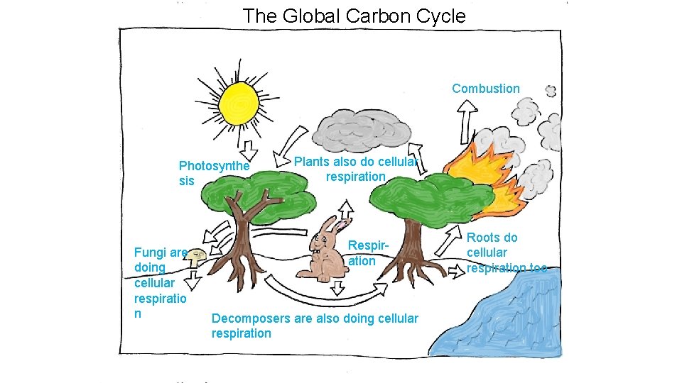 The Global Carbon Cycle Combustion Photosynthe sis Fungi are doing cellular respiratio n Plants