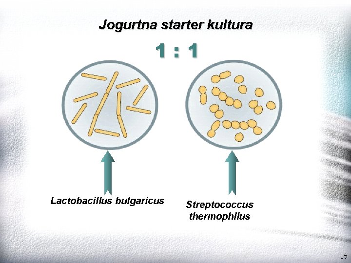 Jogurtna starter kultura 1: 1 Lactobacillus bulgaricus Streptococcus thermophilus 16 