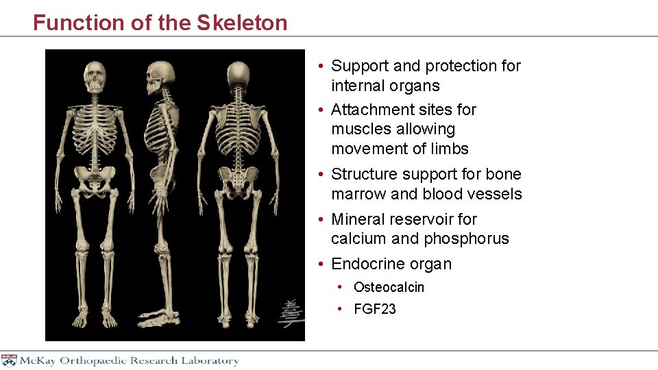 Function of the Skeleton • Support and protection for internal organs • Attachment sites