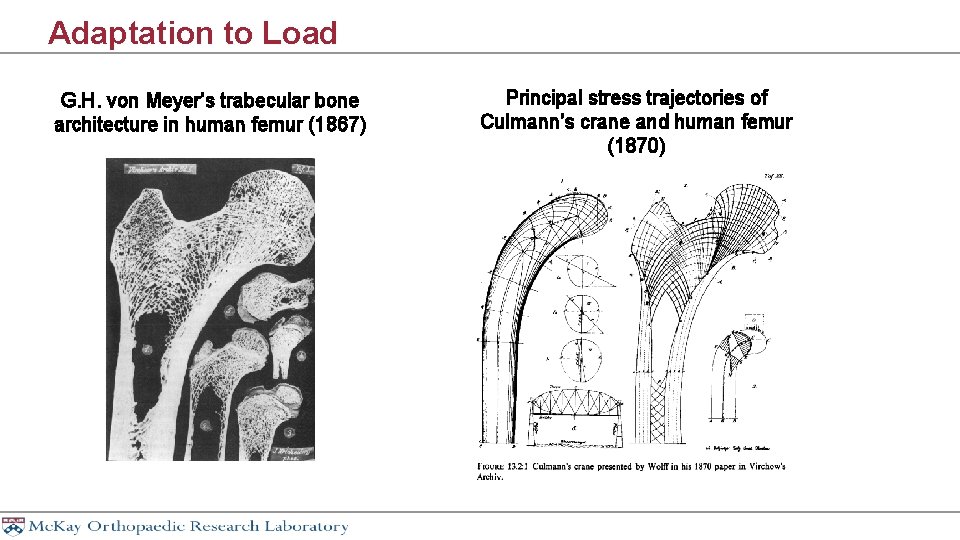 Adaptation to Load G. H. von Meyer’s trabecular bone architecture in human femur (1867)