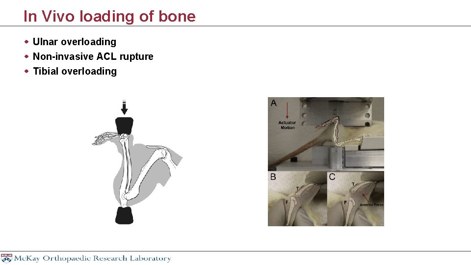 In Vivo loading of bone w Ulnar overloading w Non-invasive ACL rupture w Tibial