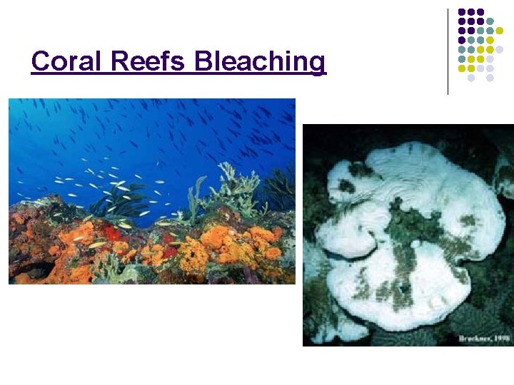 Coral Reefs Bleaching 